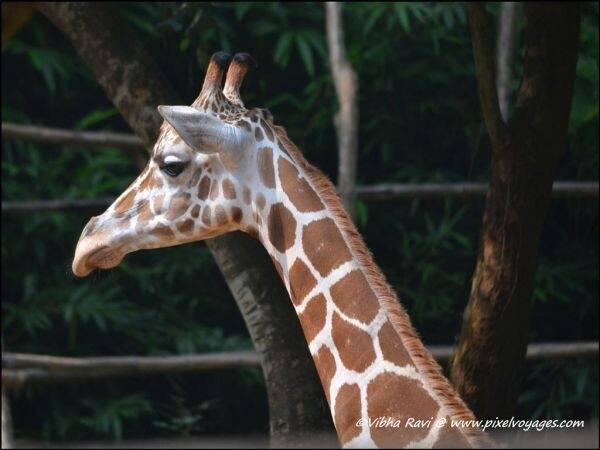 Nandankanan Zoological Park: A must visit in Orissa